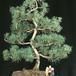 Pinus 2635