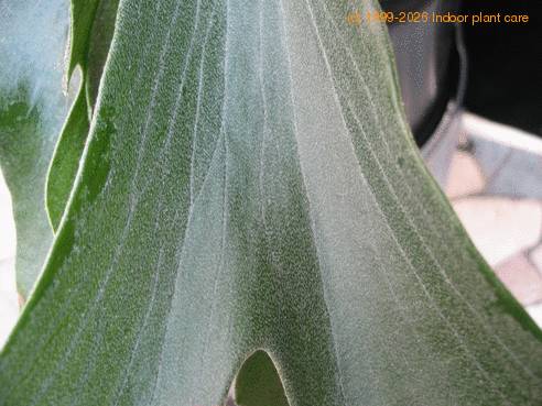 Platycerium bifurcatum  3