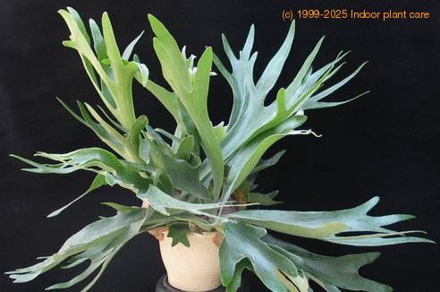 Platycerium bifurcatum  4