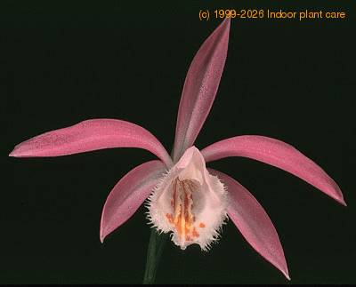 pleione-1774