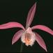 pleione-1774