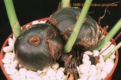 pleione-bulbe-17750
