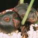 pleione-bulbe-17750
