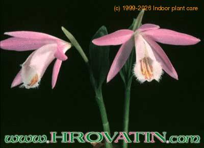 Pleione bulbocodioides flower 1772