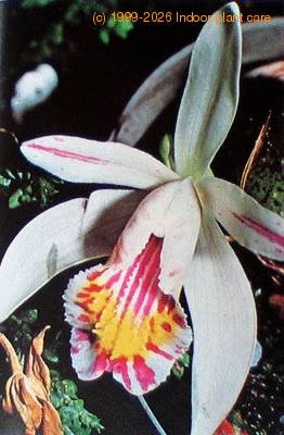 Pleione sp species flower Pleione sp k