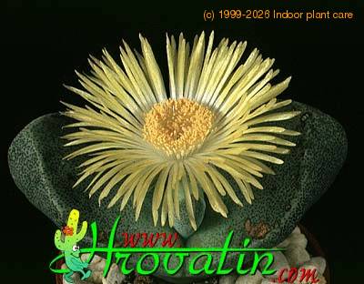 Pleiospilos archeri 1528