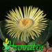 Pleiospilos archeri 1528