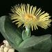 Pleiospilos archeri 1529