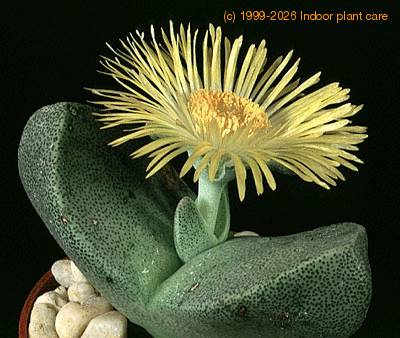 Pleiospilos archeri 1529