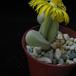 Pleiospilos bolusii 1