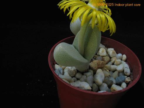 Pleiospilos bolusii 1