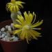 Pleiospilos bolusii 3