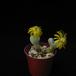 Pleiospilos bolusii 4