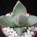 Pleiospilos bolusii