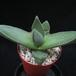 Pleiospilos bolusii