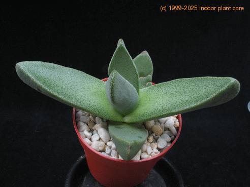Pleiospilos bolusii