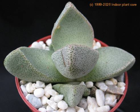 Pleiospilos bolusii
