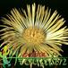 Pleiospilos bolusii flower 1547