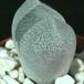 Pleiospilos bolusii leaf 1504