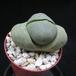 Pleiospilos nelii