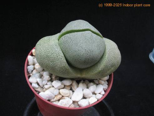 Pleiospilos nelii