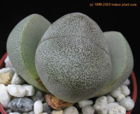 Pleiospilos  nelii