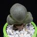 Pleiospilos nelii MOP