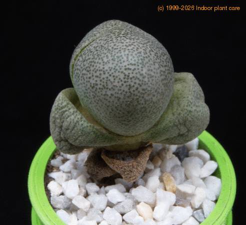 Pleiospilos nelii MOP