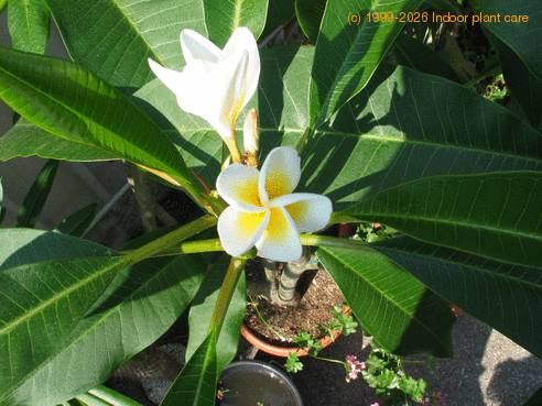 Plumeria cvet