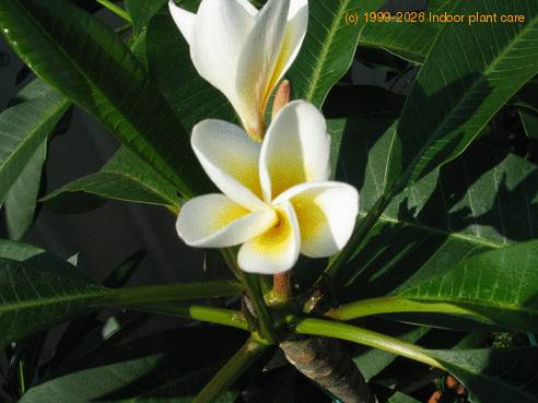 Plumeria flower