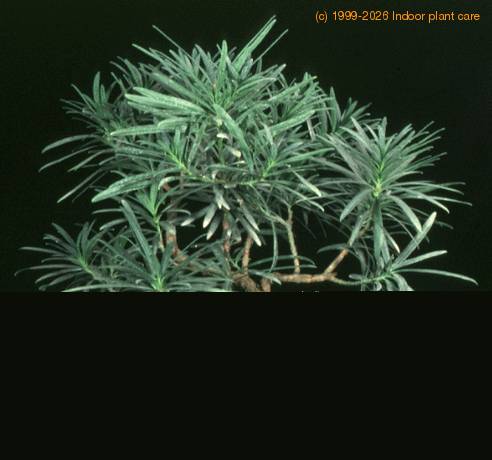 Podocarpus 2617a