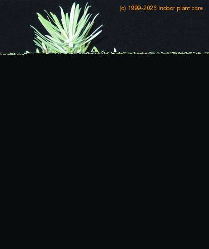 Podocarpus bonsai sirokolistni