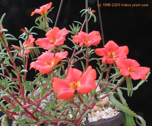 Portulaca 3