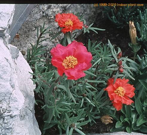 Portulaca grandiflora SIb