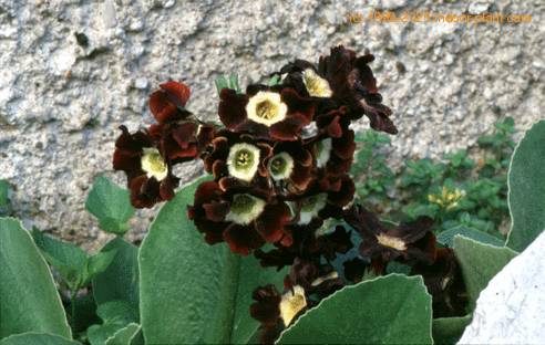 Primula -Mark- 2216