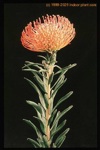 Protea leucospermum cordifolium 2069