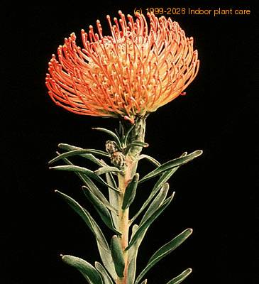 Protea leucospermum cordifolium 2069