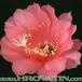 Pseudolobivia kermesina flower 308
