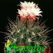 Pyrrhocactus floccosus 336