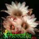 Pyrrhocactus floccosus flower 337