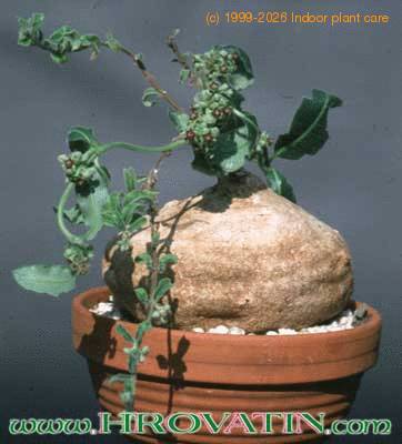 Raphionacme procumbens 1607