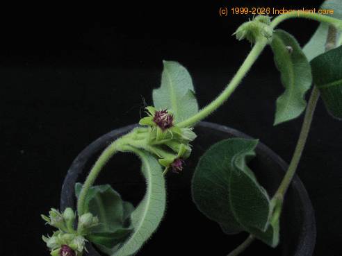 Raphionacme sp. 2