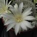 Rebutia albiflora 1