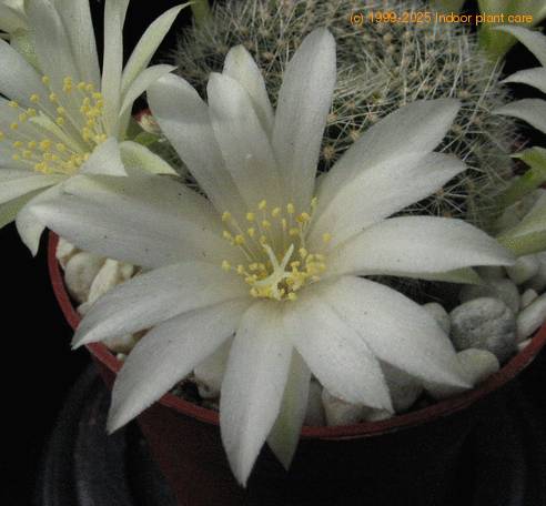 Rebutia albiflora 1