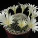 Rebutia albiflora 2