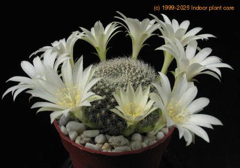 Rebutia albiflora 2