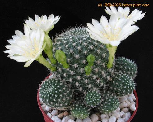 Rebutia krainz albif body