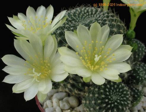 Rebutia krainz albif flower