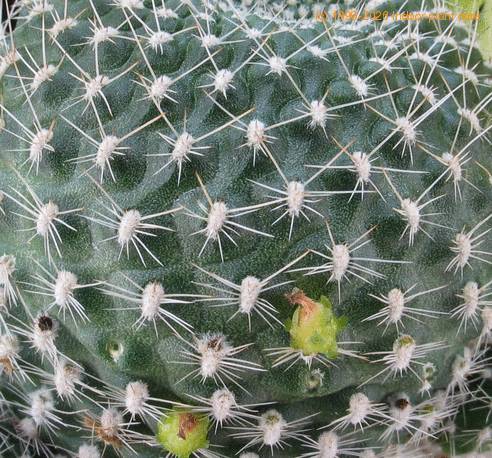 Rebutia krainz Albif-thorn