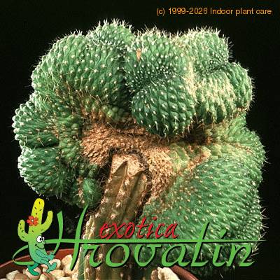 Rebutia krainziana cristata 483